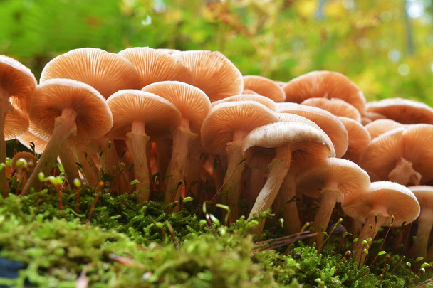 Опёнок Осенний гриб  - Фото, изображение