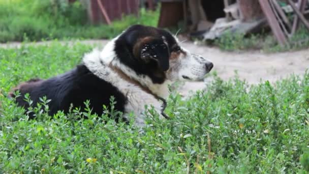 Velho cão exausto está se apoiando nas correntes no quintal
 - Filmagem, Vídeo