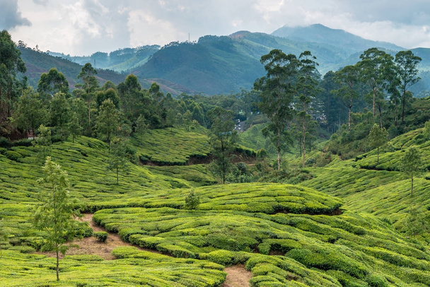 Tea plantations in Kerala - Valokuva, kuva