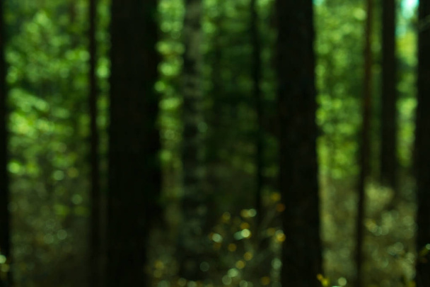 Fondo borroso del bosque verde oscuro
 - Foto, Imagen