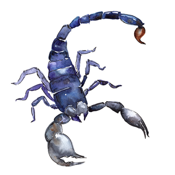 Exotické scorpion divoký hmyz ve stylu akvarelu, samostatný. - Fotografie, Obrázek