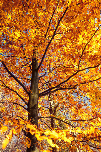 Puu syksyllä
 - Valokuva, kuva