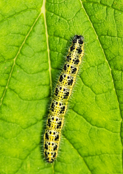 Caterpillar sleeping on a green leaf - Photo, Image
