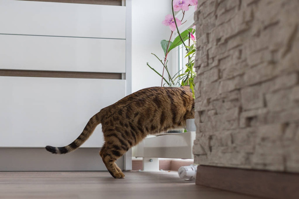 Funny beautiful Bengal cat playing in a room at home - Valokuva, kuva