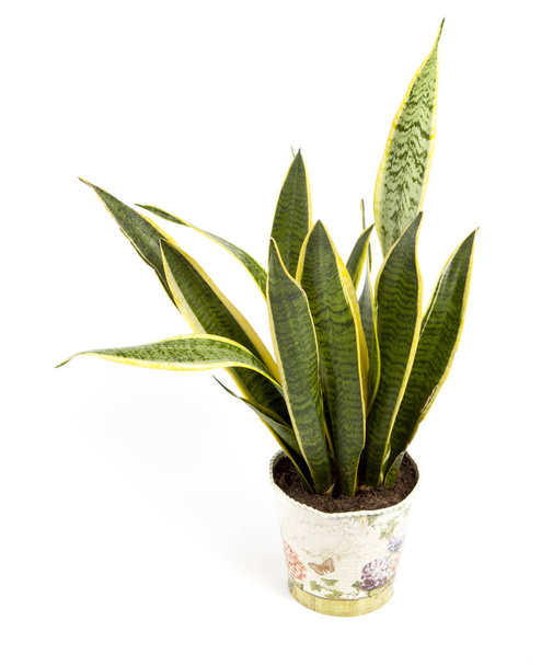Sansevieria trifasciata or Snake plant in pot on a white backgro - Valokuva, kuva