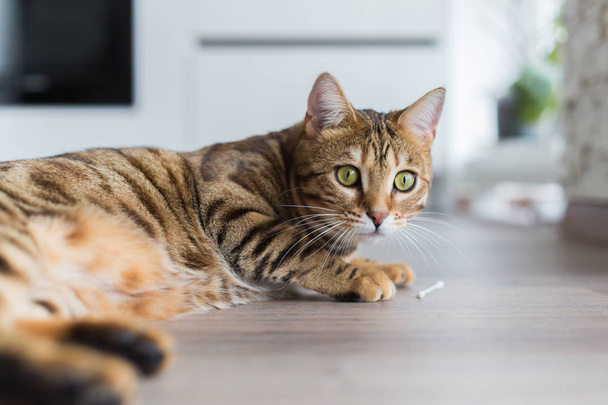 Funny beautiful Bengal cat playing in a room at home - Photo, Image