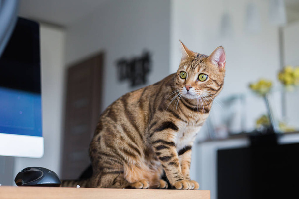 Funny beautiful Bengal cat playing in a room at home - Fotografie, Obrázek