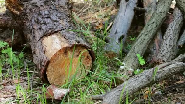 tronco de árbol aserrado en el bosque. El tronco del árbol solo fue cortado y dejó serrín alrededor
 - Metraje, vídeo