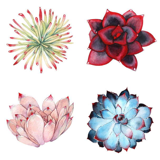 A set of watercolor compositions made of succulent flowers. - 写真・画像