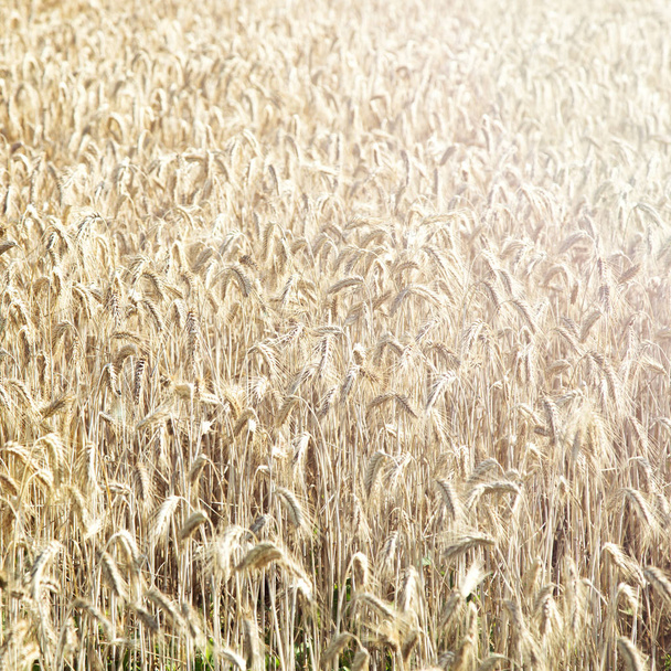 Buğday alan. Kırsal çayır. Doğa. Zengin hasat - Fotoğraf, Görsel