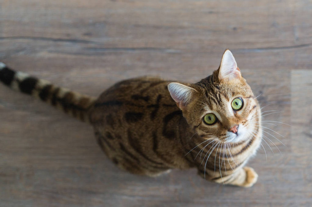 Funny beautiful Bengal cat playing in a room at home - Foto, Imagem