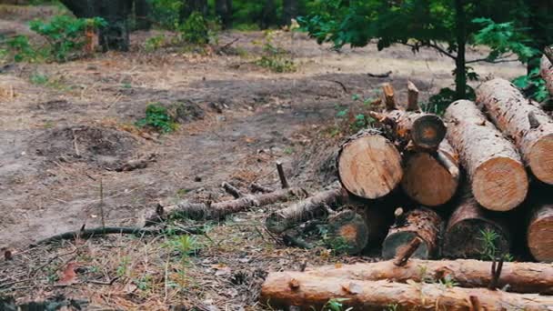 Τεράστια αρχεία καταγραφής από υλοτομημένα δένδρα βρίσκονται στο δάσος στο έδαφος. Διπλωμένο δέντρα στο έδαφος. Το πρόβλημα της αποψίλωσης των δασών. Κούτσουρο από ένα δέντρο ξεριζώθηκε πρόσφατα - Πλάνα, βίντεο
