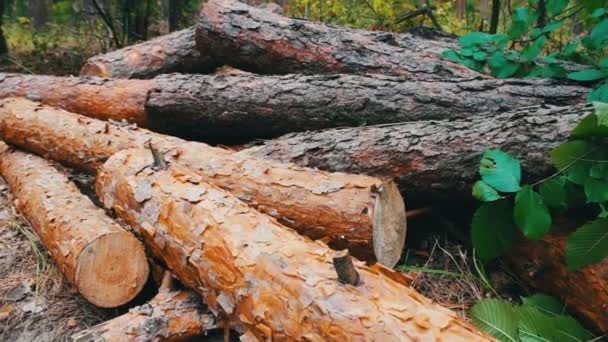 Suuret tukit kaatuivat metsässä maassa. Metsäkadon ongelma.Kaatuneet puunrungot metsässä
 - Materiaali, video