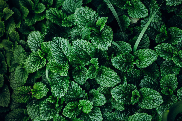 Plantas de menta verde
 - Foto, imagen