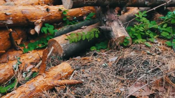 Grote logboeken geveld in het forest op de grond. Het probleem van de ontbossing. Gekapte boomstammen in het bos - Video