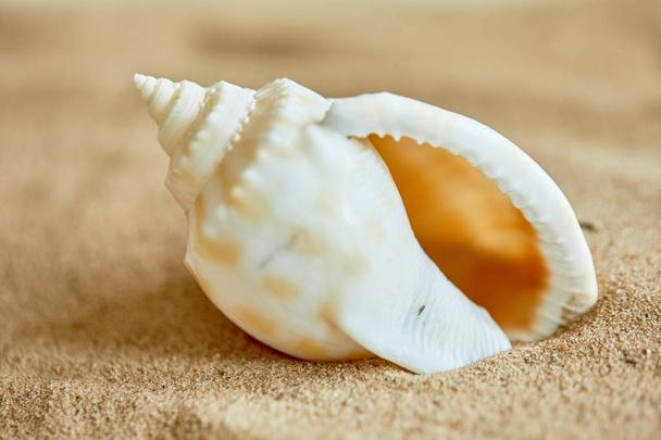 perla en concha abierta en la playa
 - Foto, Imagen
