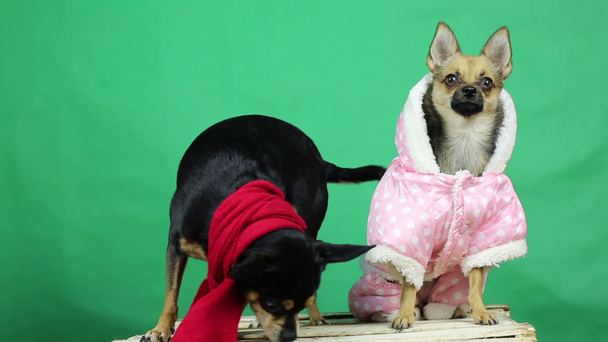 Αστεία σκυλιά στο Χειμωνιάτικα Ρούχα. - Πλάνα, βίντεο
