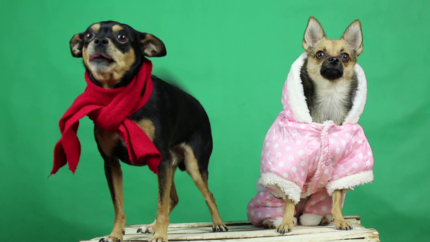 Αστεία σκυλιά στο Χειμωνιάτικα Ρούχα. - Πλάνα, βίντεο