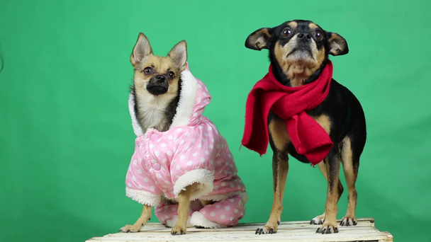 Śmieszne psy w zimowe ubrania. - Materiał filmowy, wideo