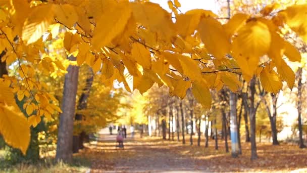 Accelerated filming. People walk in the park avenue. Autumn, beautiful time. - Footage, Video
