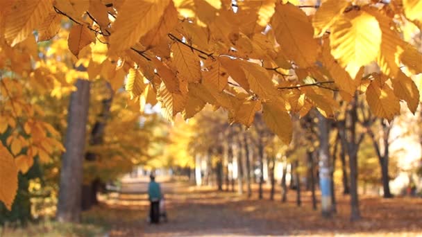 People walk in the park avenue. Autumn, beautiful time. - Video, Çekim