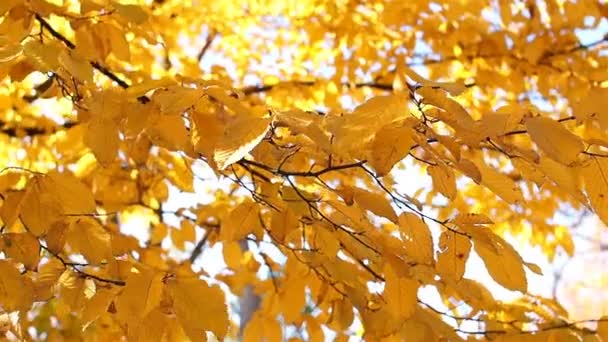 Yellow autumn leaves are illuminated by the sun. Beautiful autumn background. - Footage, Video