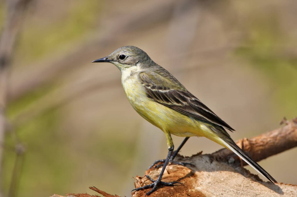 Close up portrait of yellow wagtail isolated on blurred background - Photo, Image
