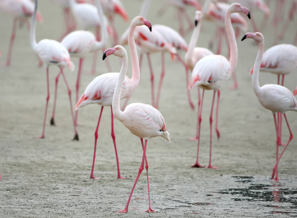 A large flock of pink flamingos feeding on the shore - Photo, Image