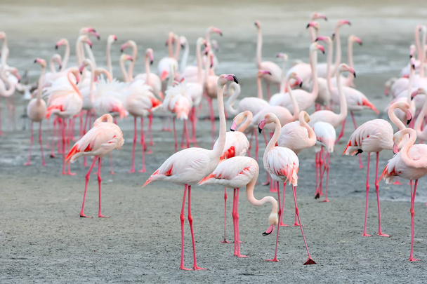 A large flock of pink flamingo feeding on the shore - Photo, Image