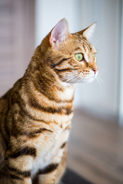 Funny beautiful cute bengal cat looking into the window - 写真・画像