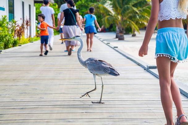 Heron fishing on shore while walking down the jetty on Maldives. - Foto, immagini