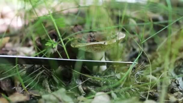 Man cuts mushrooms with a knife in the forest. Harvest mushroom after rain, close up - Footage, Video