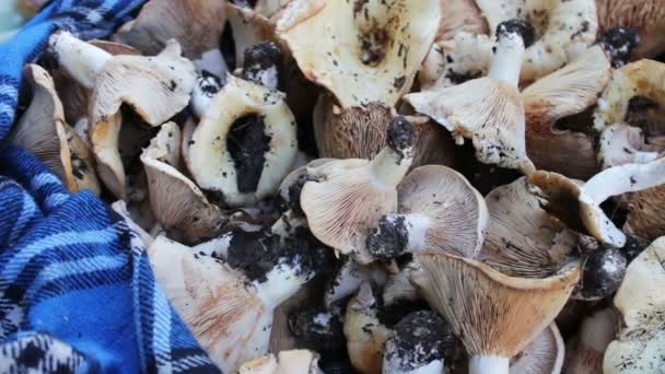 Zbiorów świeżo zerwanych grzybów w lesie, które leżą na stole, zbliżenie - Materiał filmowy, wideo
