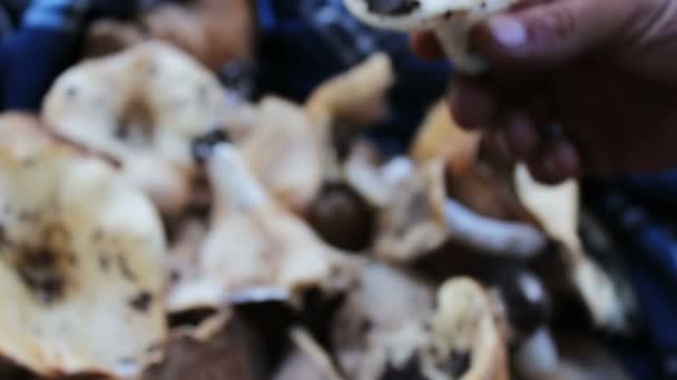 Man bring fresh mushroom to the camera lens,Harvest of freshly picked mushrooms in the forest that lie on a table close up view - Footage, Video