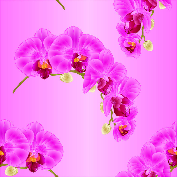 Problémamentes textúra szép Phalaenopsis orchidea lila szár virágok és rügyek Vértes szerkeszthető vintage elszigetelt vektor-illusztráció  - Vektor, kép