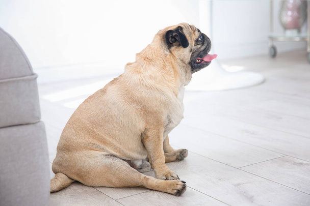 Cute overweight pug  - 写真・画像