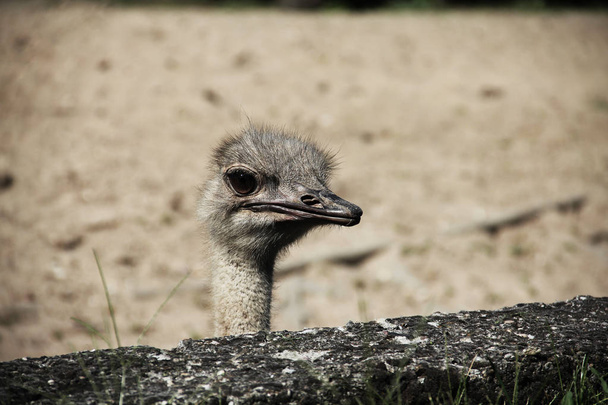 Close up animal portrait of bird ostrich - Foto, imagen