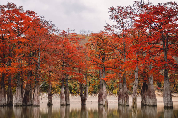 Cipreses pantanosos rojos, paisaje otoñal con árboles y agua
 - Foto, imagen