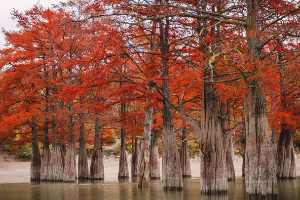 Red swamp cypresses, autumn landscape with trees and water - Photo, Image