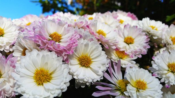 Όμορφες μαργαρίτες λευκά και ροζ λουλούδια - Φωτογραφία, εικόνα