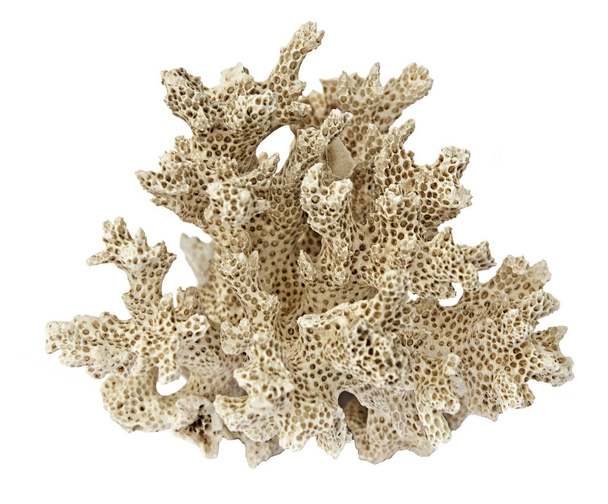 Coral aislado sobre fondo blanco - Foto, Imagen