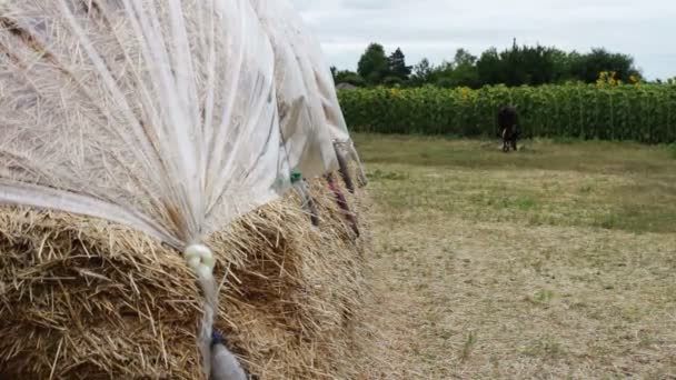 Large stack of hay or straw covered with polythene dries under the open sky. A form for farm animals for the winter. - Footage, Video
