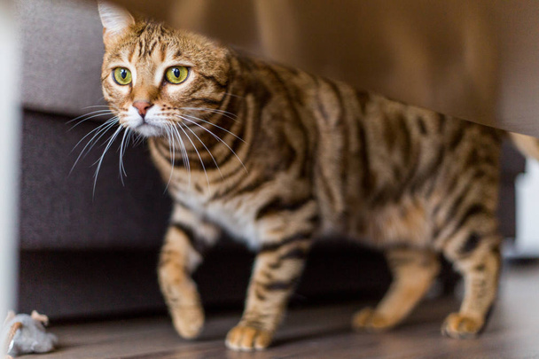 Funny beautiful Bengal cat playing in a room at home - Фото, изображение