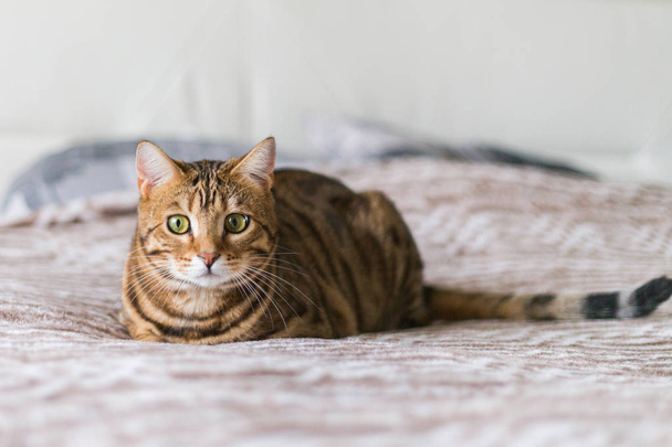 Beautiful bengal cat lying on the bed - Foto, afbeelding