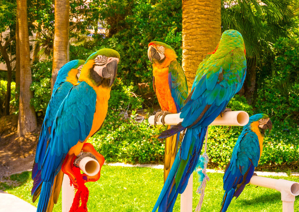 Цветные попугаи ара сидят на окуни
 - Фото, изображение