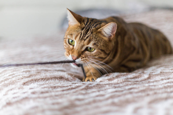 Young bengal cat playing on the bed in the house with a stick - Фото, зображення