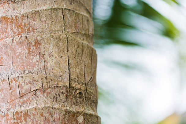 The trunk of a coconut tree in Louangphabang, Laos. Close-up. - Foto, immagini