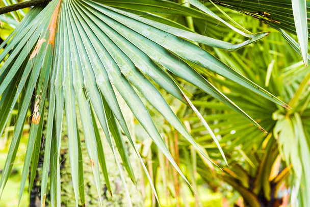 Palm leaf close-up in Louangphabang, Laos.  - Foto, immagini