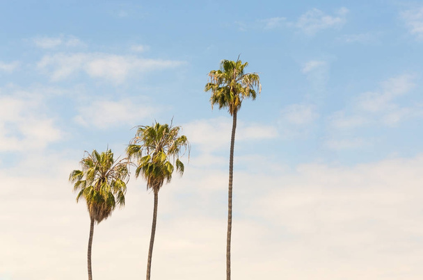 Palm trees on blue sky background - Φωτογραφία, εικόνα