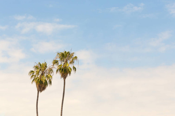 Palm trees on blue sky background - 写真・画像